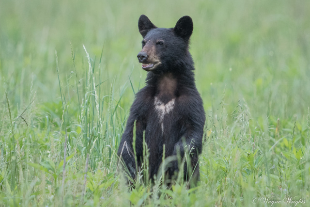 "Black Bear standing"